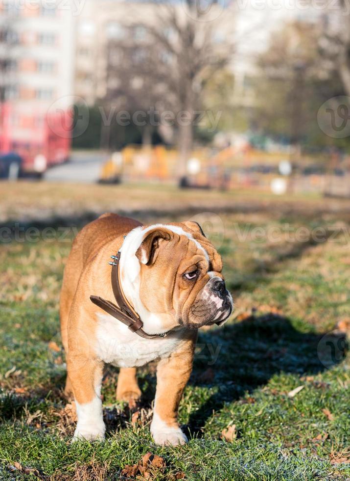 inglese bulldog cucciolo foto