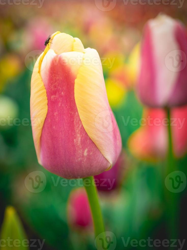 vicino su a partire dal il bellissimo olandese tulipani nel primavera. foto