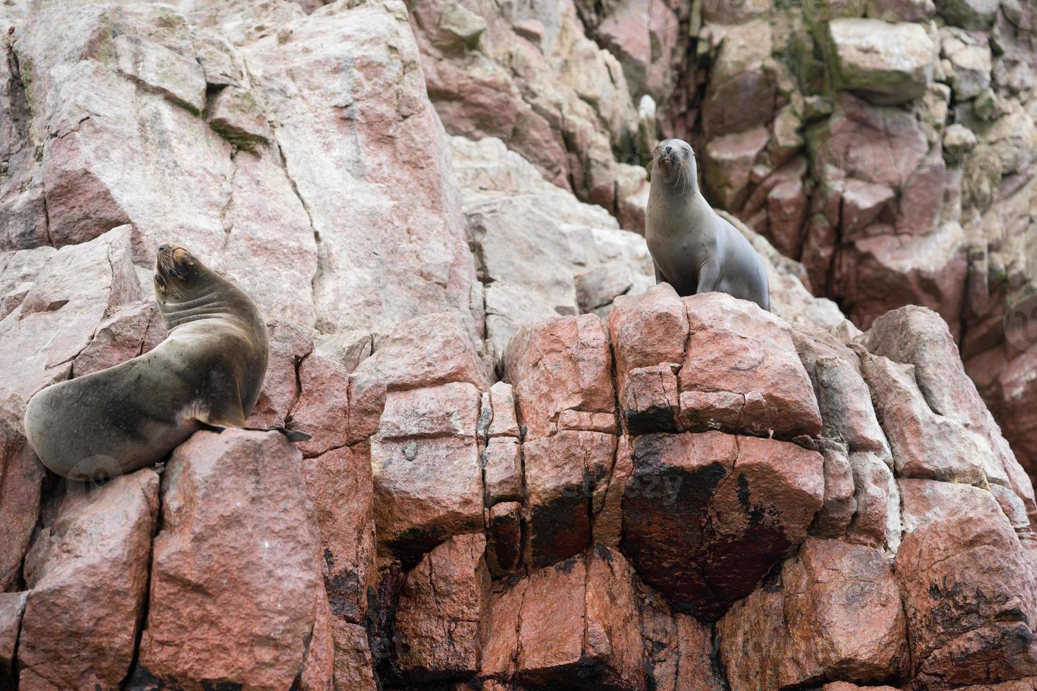 leoni marini sulle scogliere dell'isola di ballestas foto