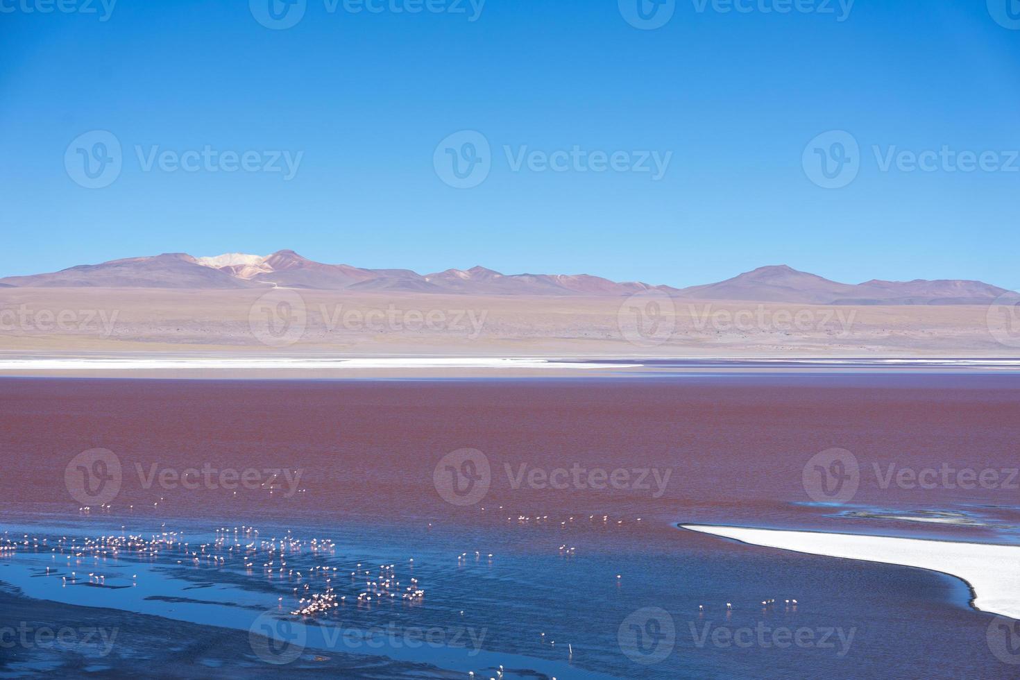 Colorata laguna colorada sull'altopiano altiplano in Bolivia foto