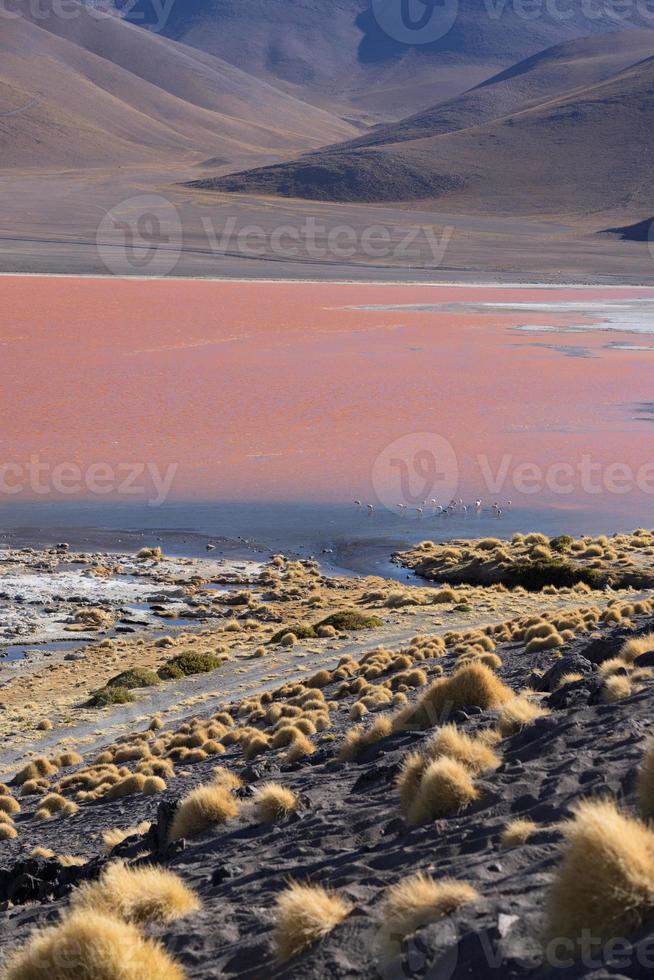 Colorata laguna colorada sull'altopiano altiplano in Bolivia foto