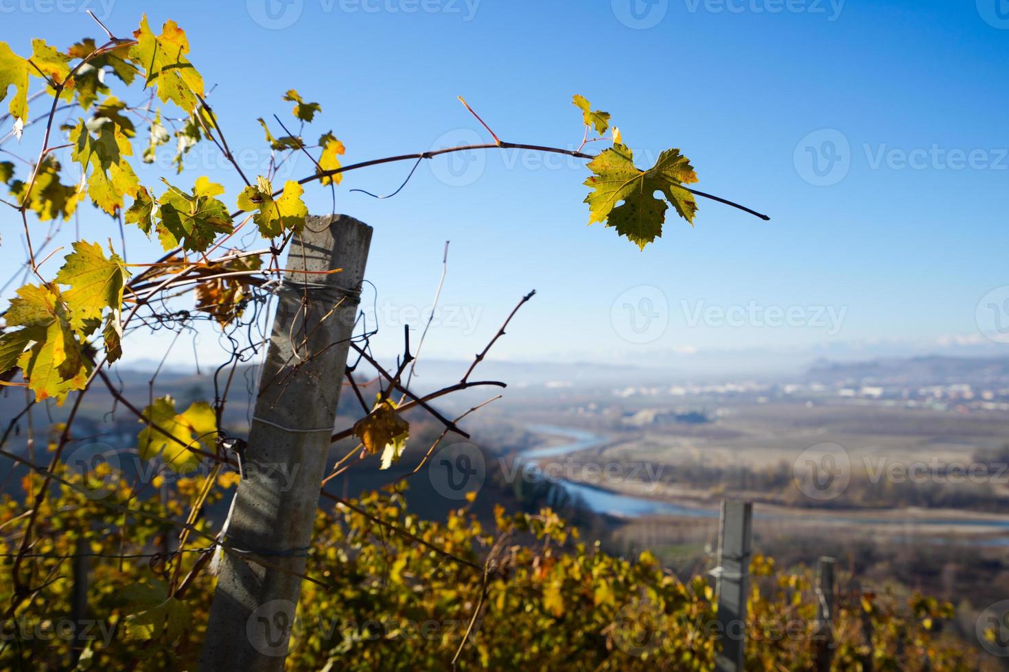 vigneto con il fiume tanaro foto