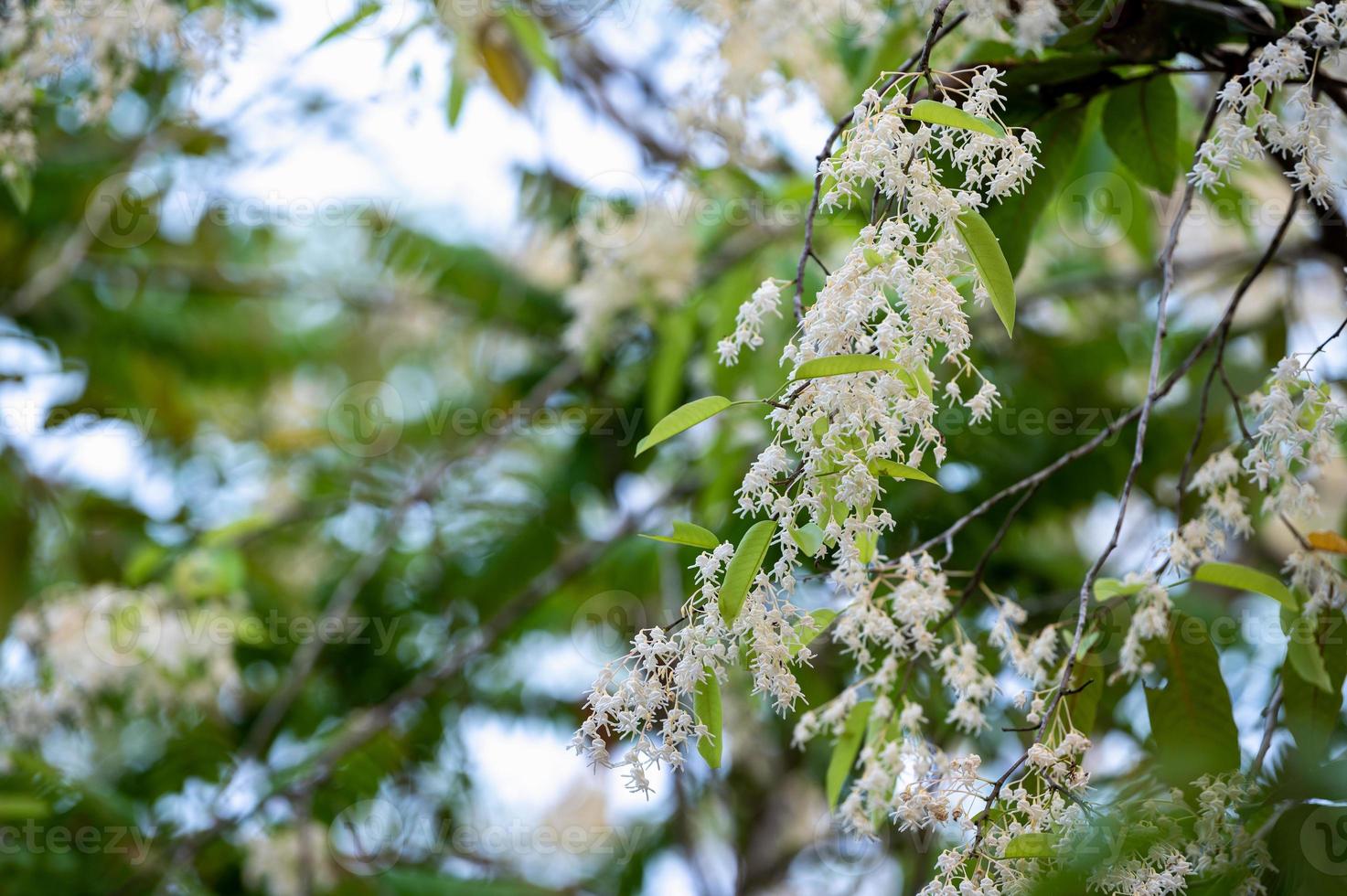 Shorea fiori o fiori bianchi meranti che sbocciano sull'albero foto