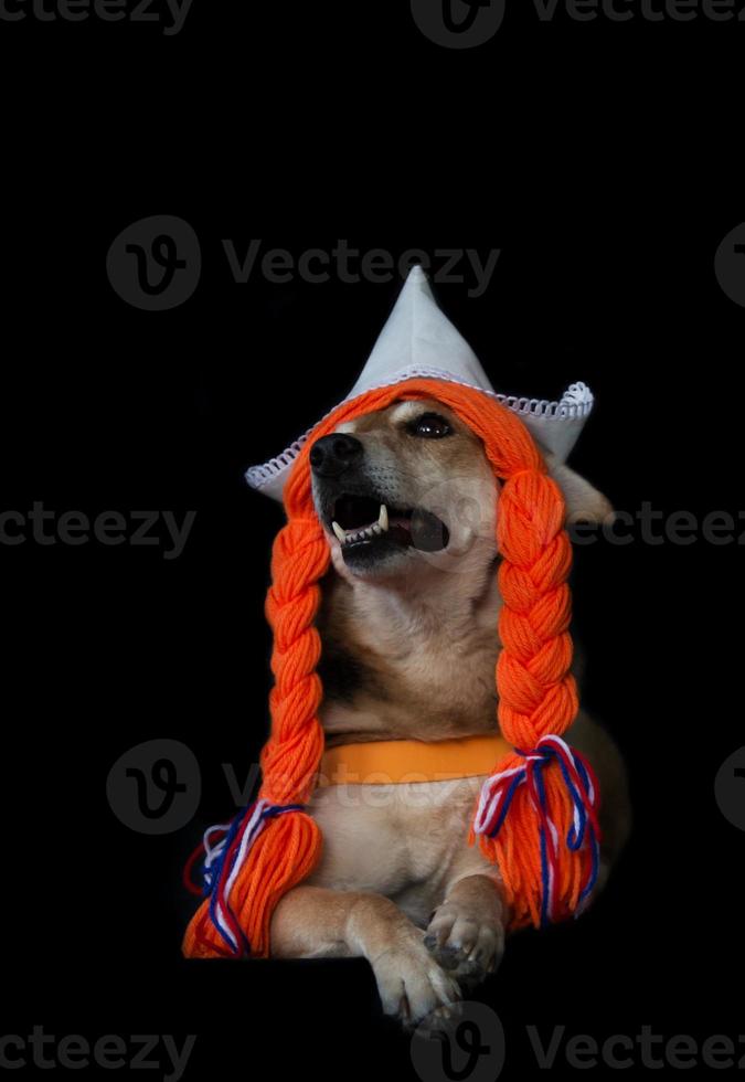 un' bastardo cane con trecce e un' olandese cappello foto