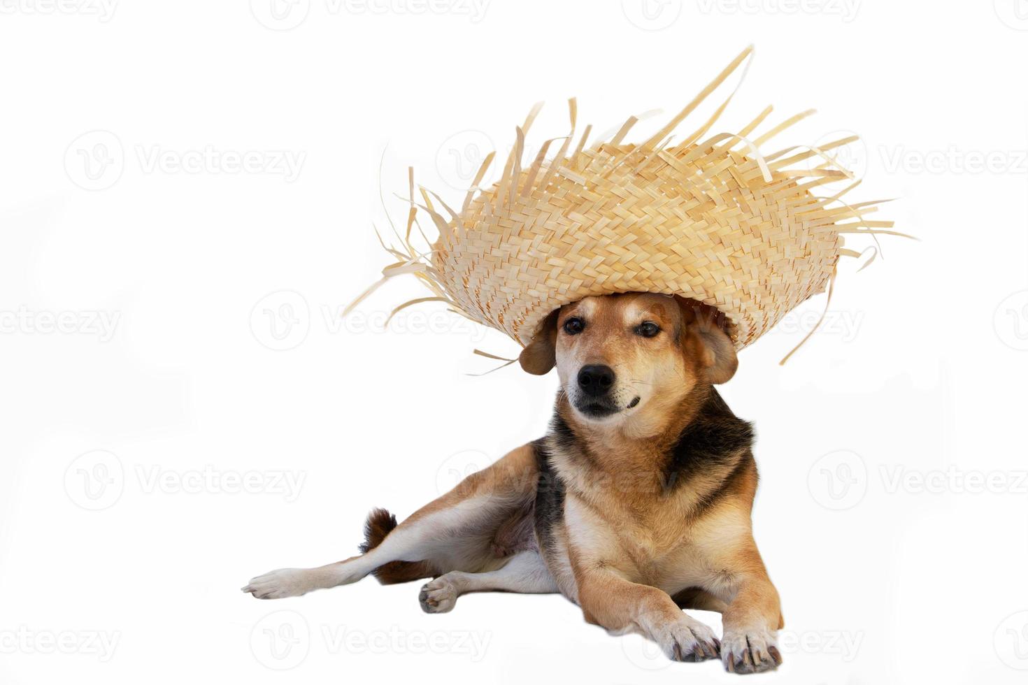 cane con cannuccia cappello vestito per celebrare il junina vacanze foto