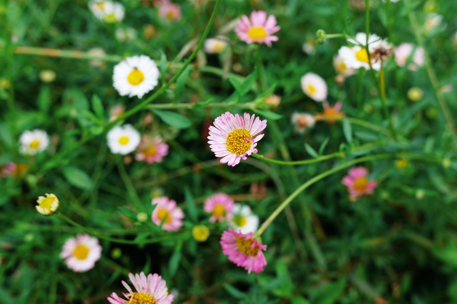 fioritura camomille fiori nel natura prato. flavonoidi medicina erba nel primavera flora campo. foto