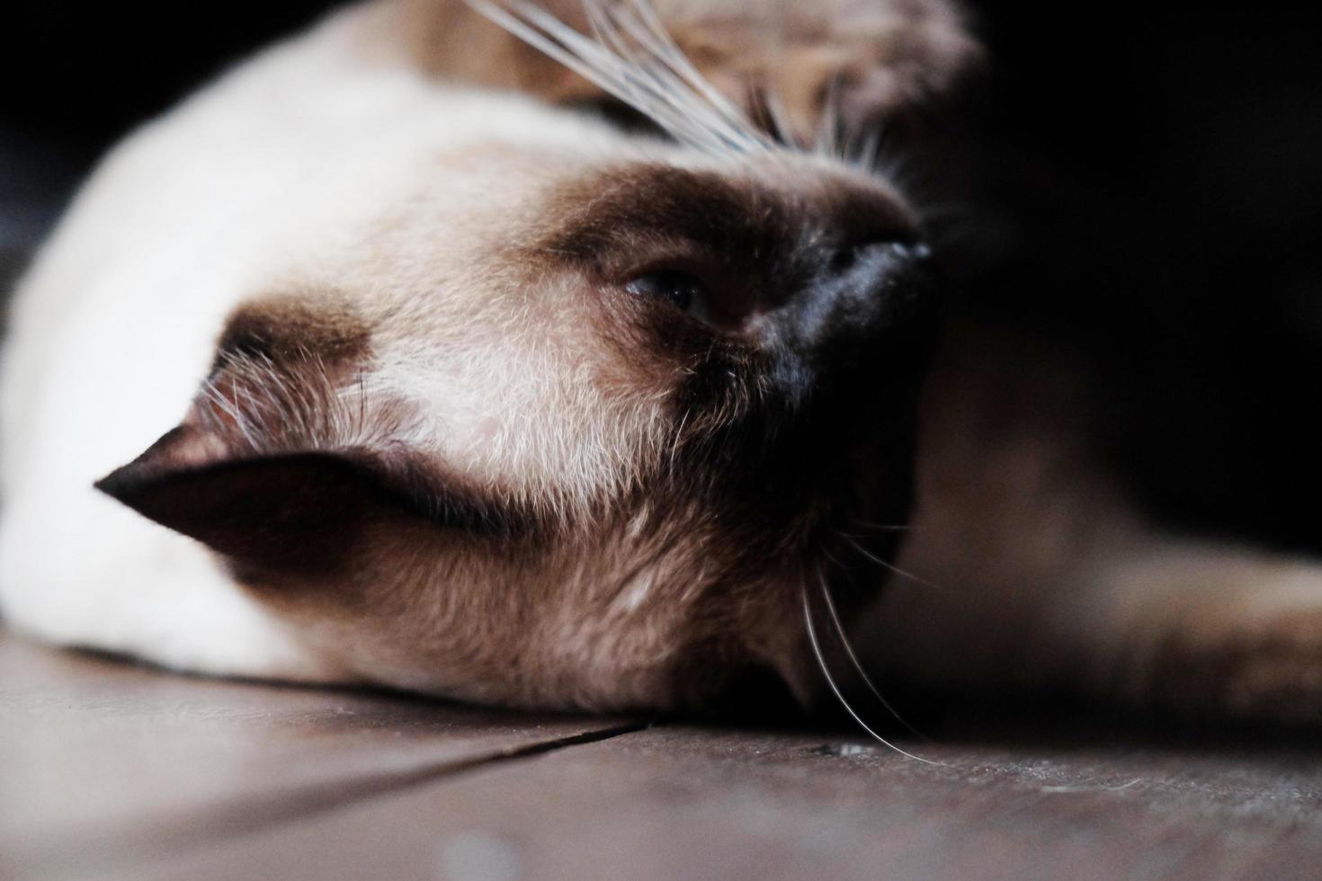 siamese gatto godere e addormentato su di legno pavimento nel Casa con naturale luce del sole. foto