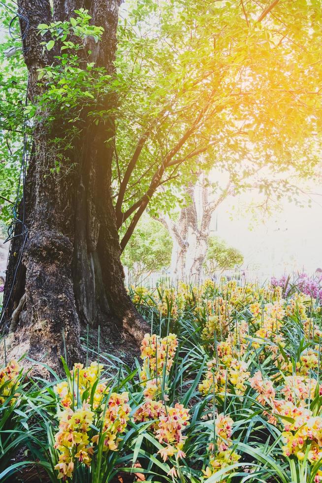 orchidea fiore nel tropicale giardino.selettivo messa a fuoco. foto