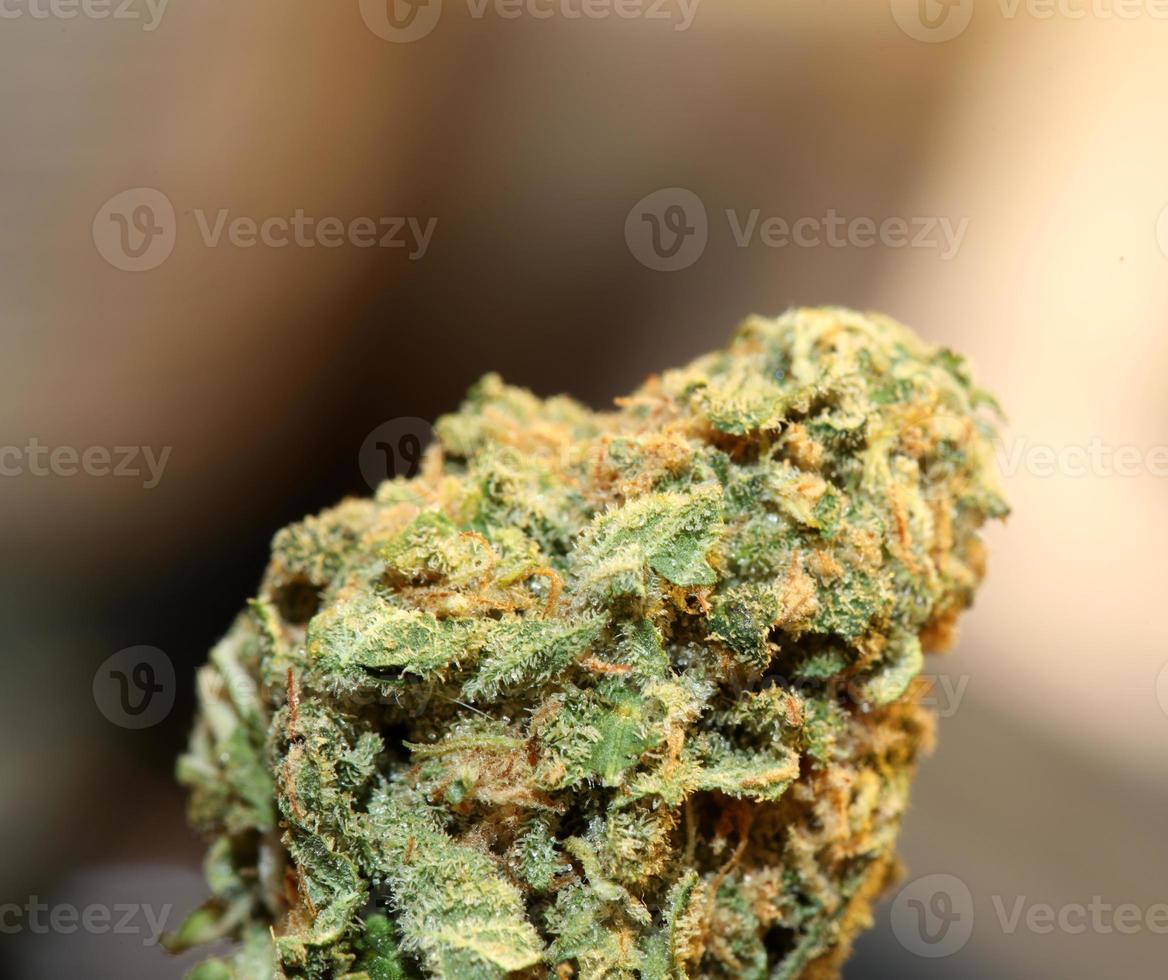 medico marijuana fiore vicino su canapa germoglio erba puro farmaceutico droga sforzo super Limone foschia botanico sfondo grande dimensione alto qualità fumo stampe foto