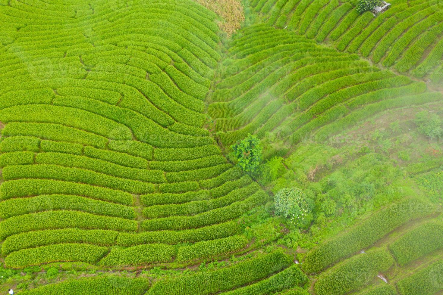 veduta aerea delle verdi risaie terrazzate foto