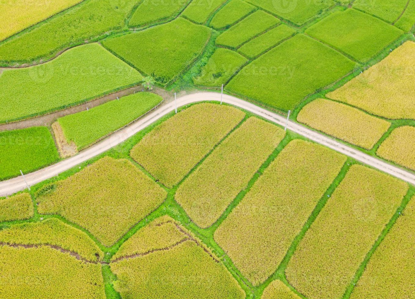 veduta aerea del campo di riso verde e giallo foto