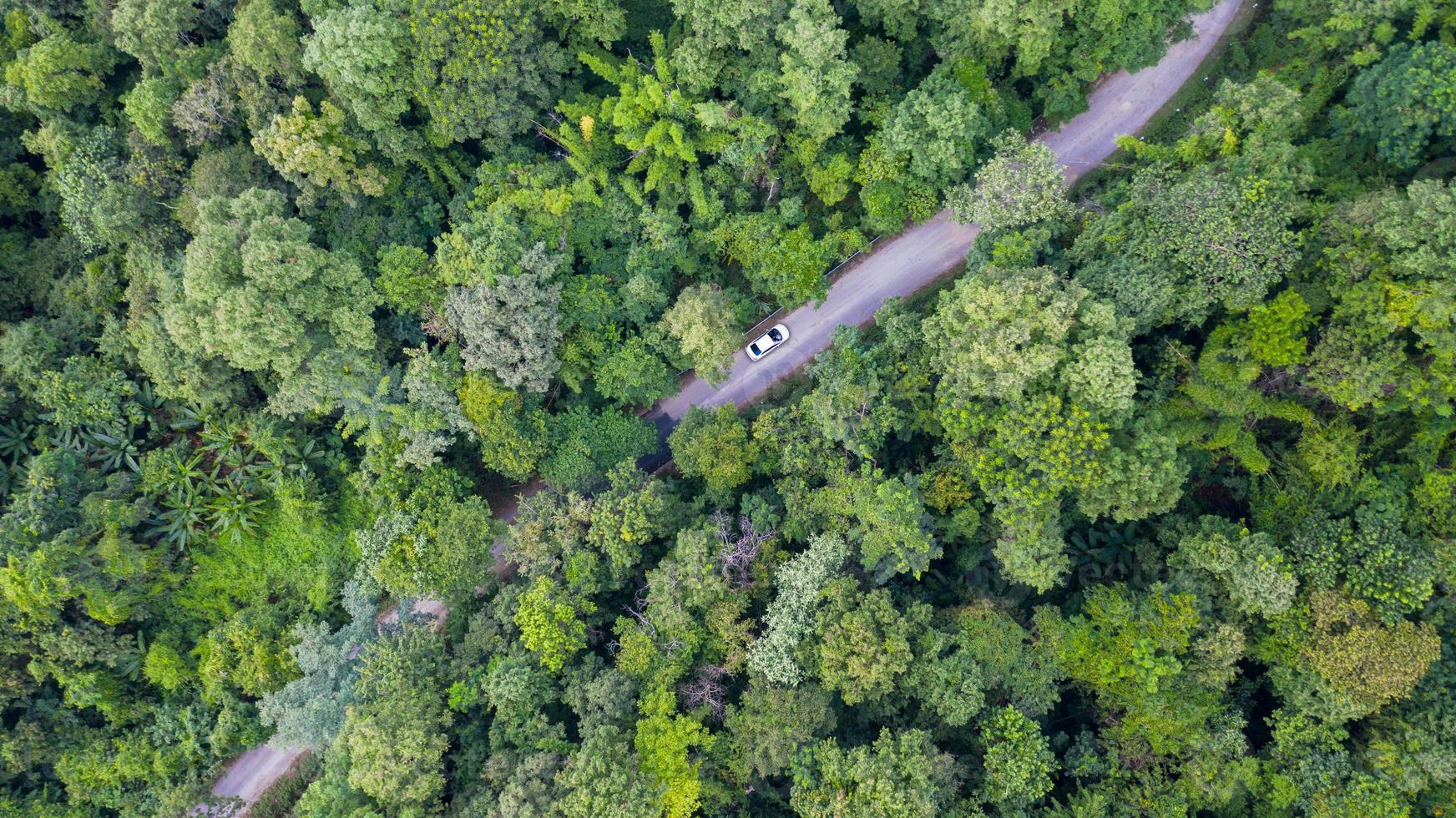 vista dall'alto aerea auto guida attraverso la foresta sulla strada di campagna, vista da drone foto