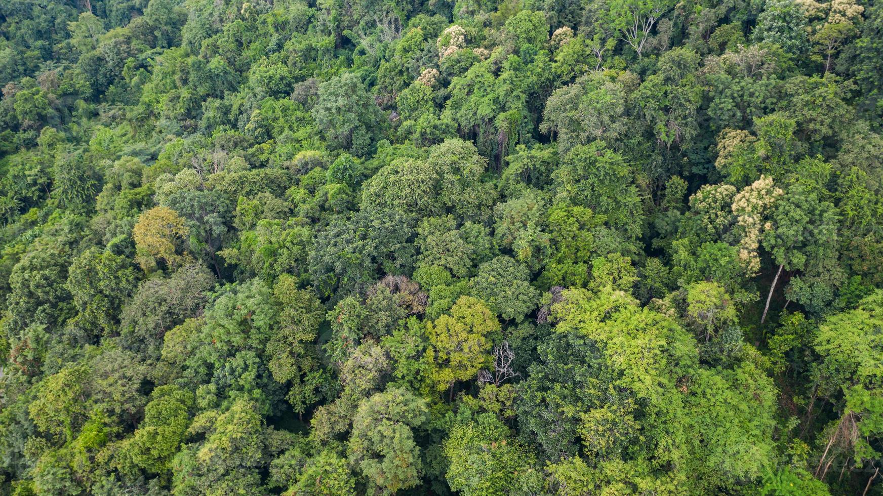 vista aerea superiore della vista del fondo di struttura della foresta dall'alto foto