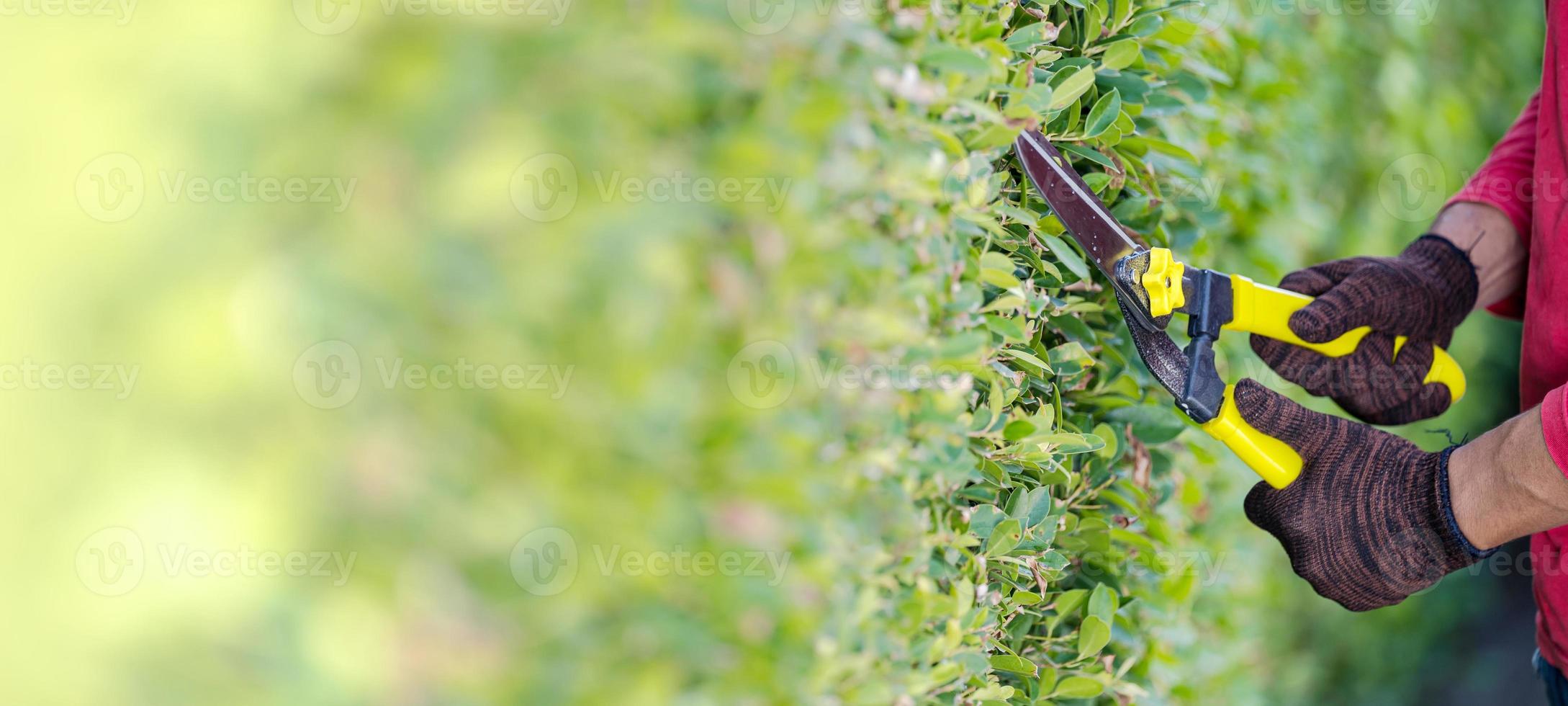 potatura di alberi ornamentali a casa in mattinata foto