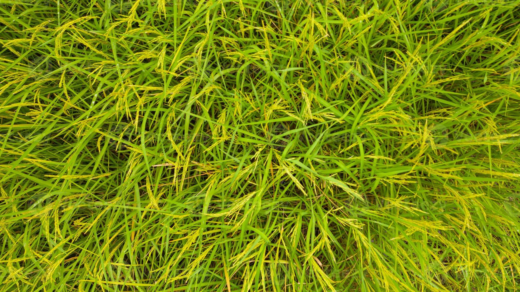 vista aerea dall'alto dello sfondo di riso verde foto