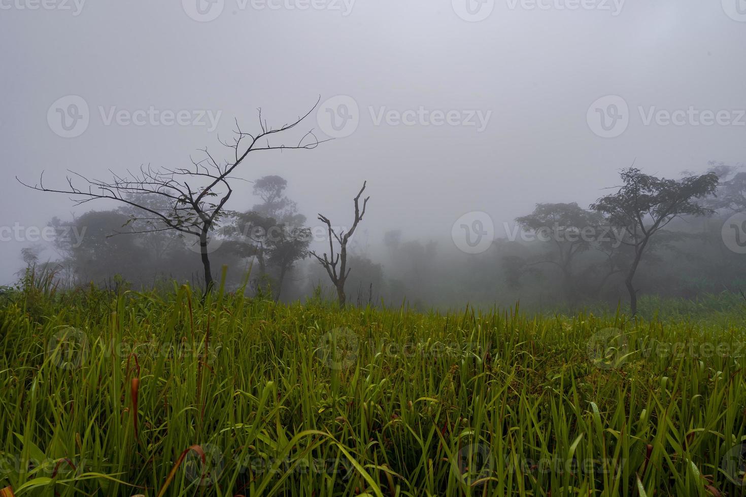 alberi nella foresta nebbiosa mattina foto