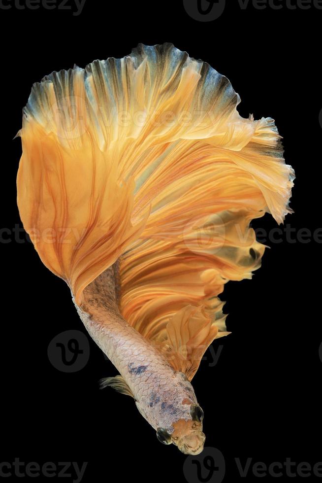 bellissimo d'oro betta pesce agitando loro pinne con grazia su un' nero sfondo. foto