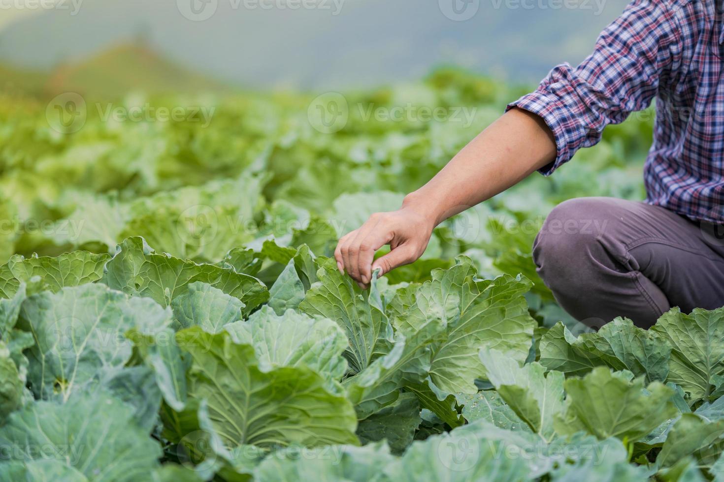 agricoltore asiatico che tiene giovani piantine nella sua fattoria nell'orto foto