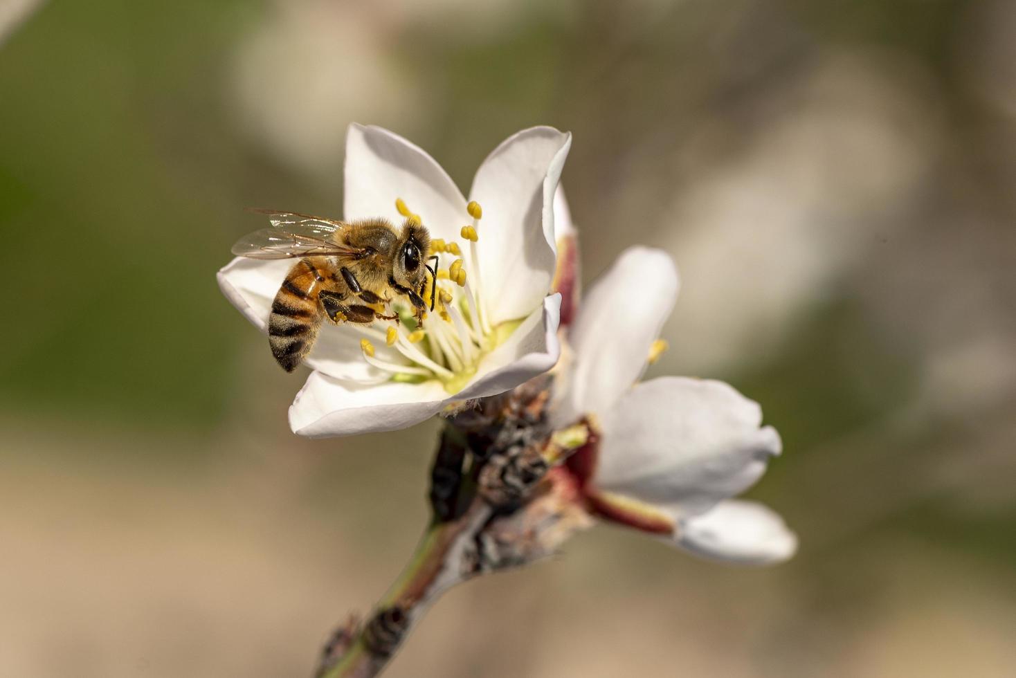 ape su un mandorlo in fiore foto