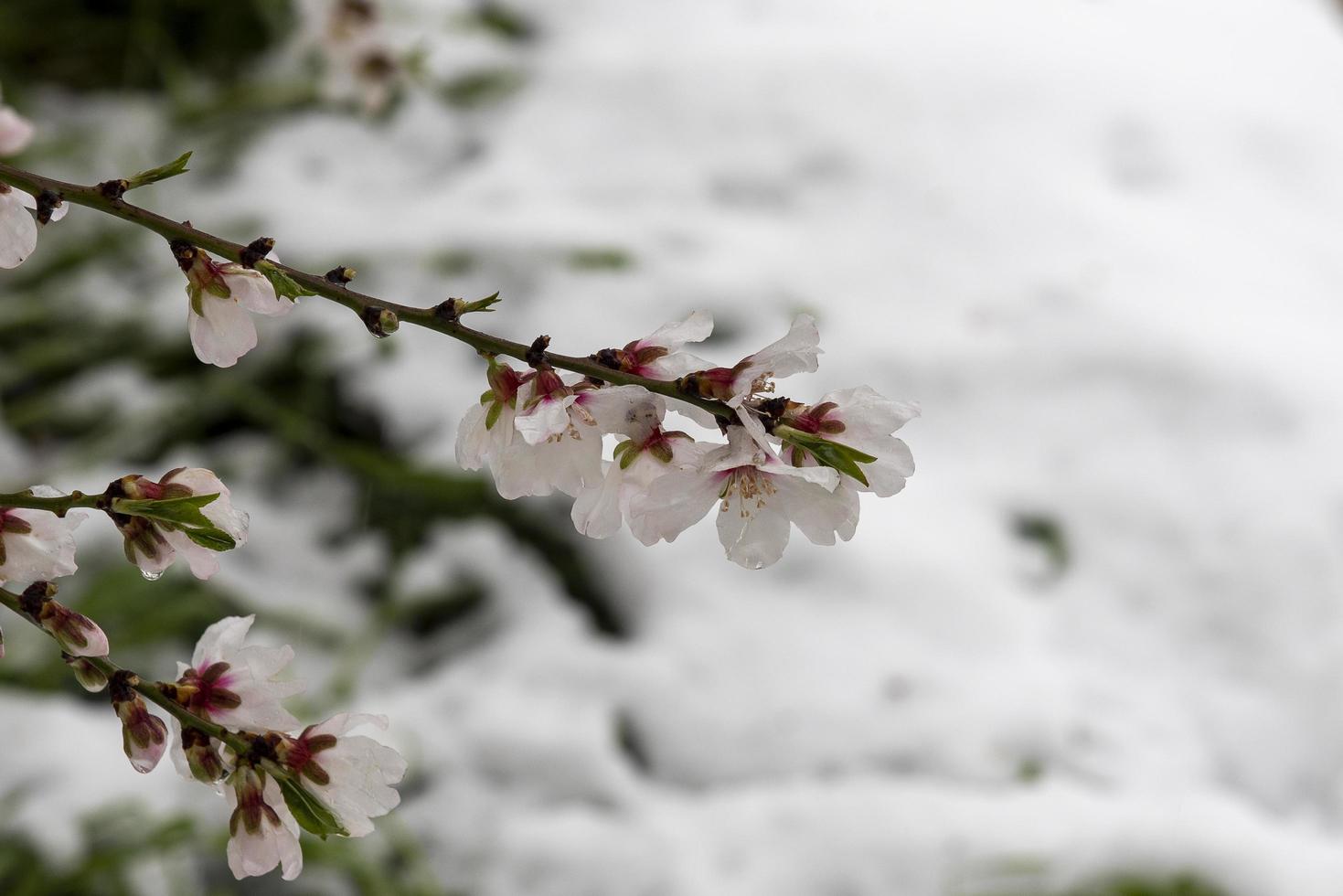 fiori di mandorlo con sfondo di neve foto