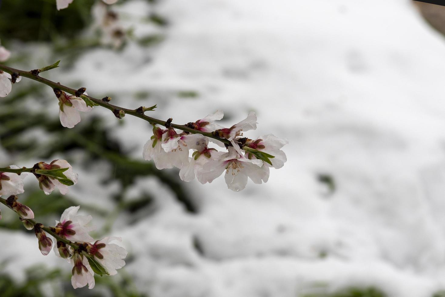 fiori di mandorlo con sfondo di neve foto