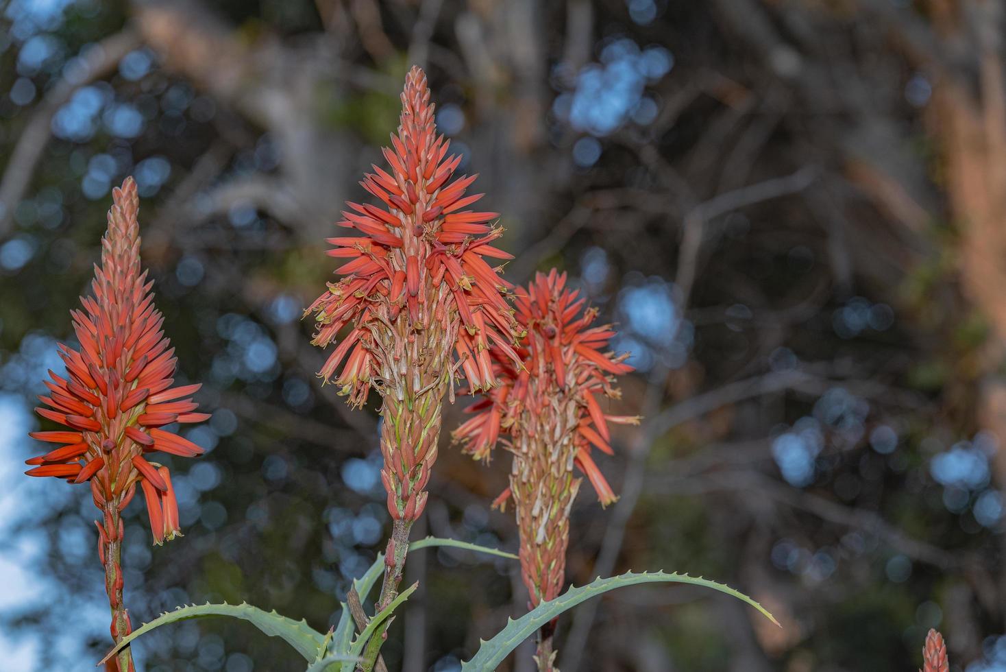 bellissime piante di cactus di aloe vera foto