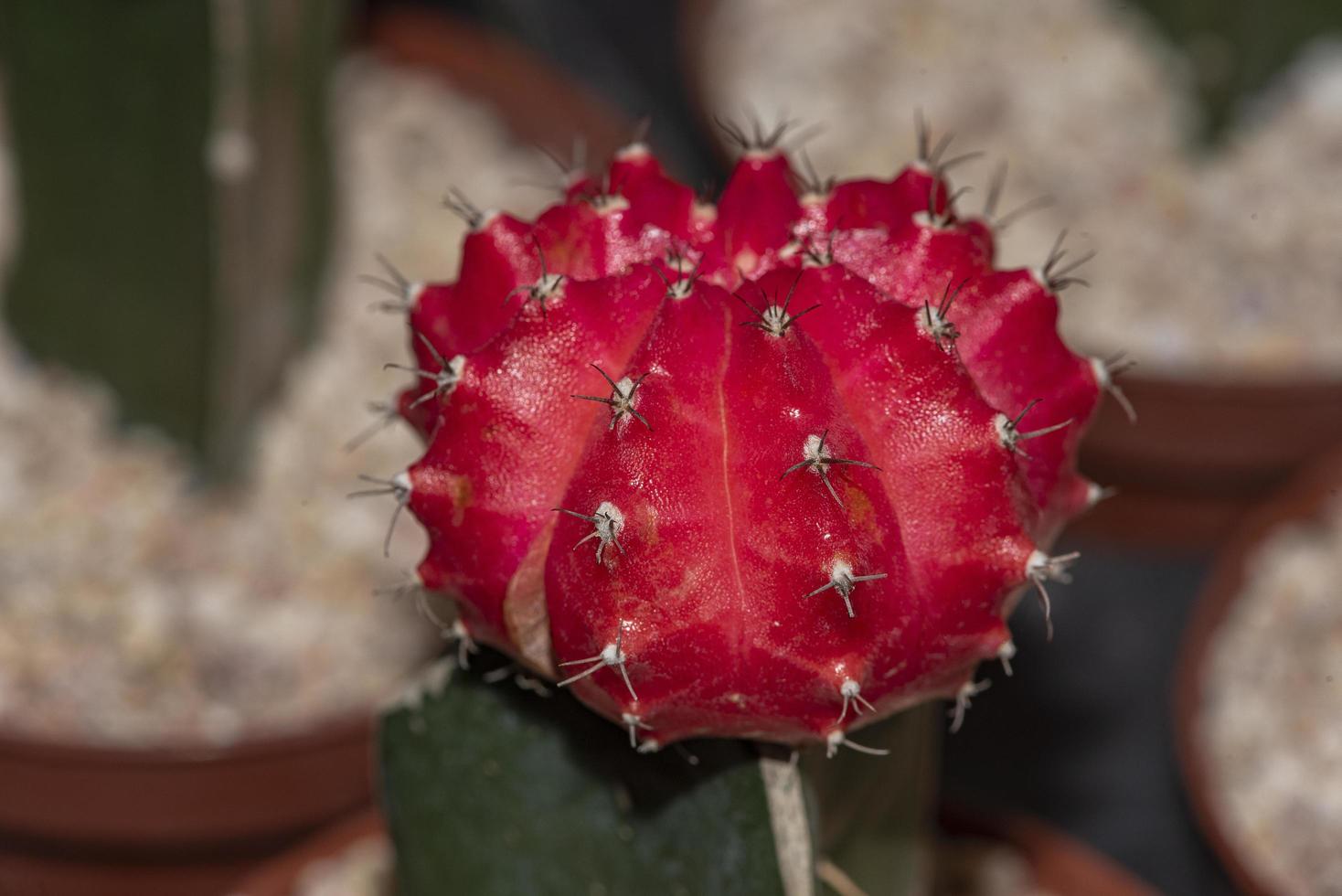 bellissimo cactus colorato gymnocalycium mihanovichii innestato foto