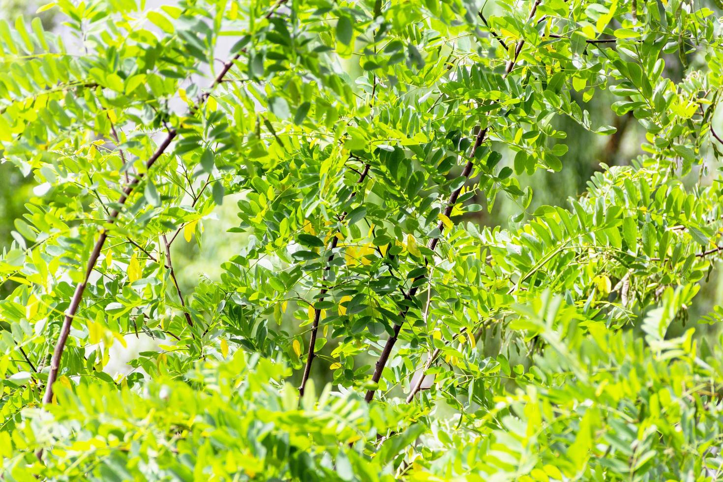 acacia albero con verde lussureggiante giovane le foglie nel un' favoloso giardino. il concetto di risveglio sorprendente natura. foto