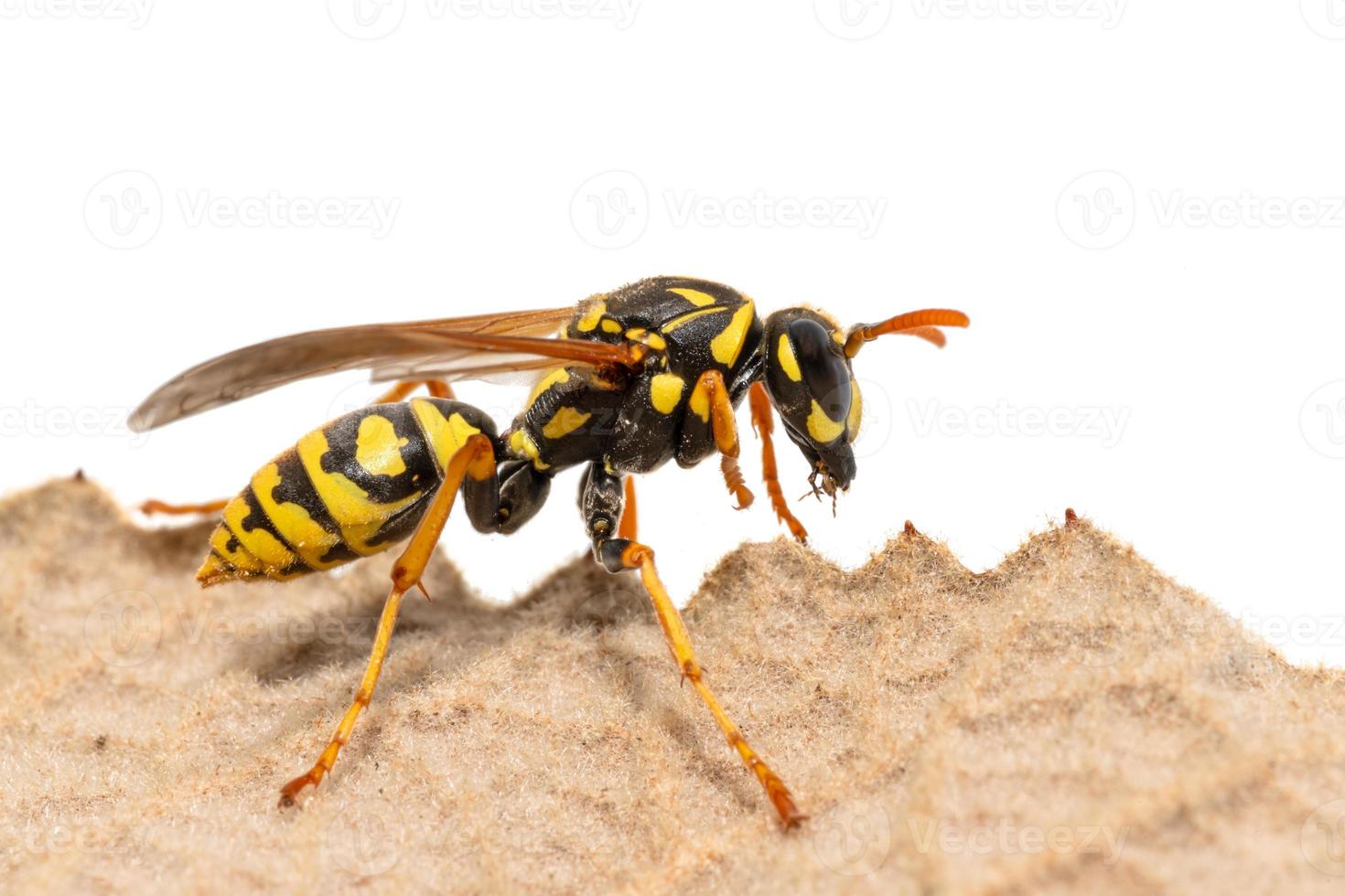vista laterale di una vespa strisciante sul margine fogliare foto