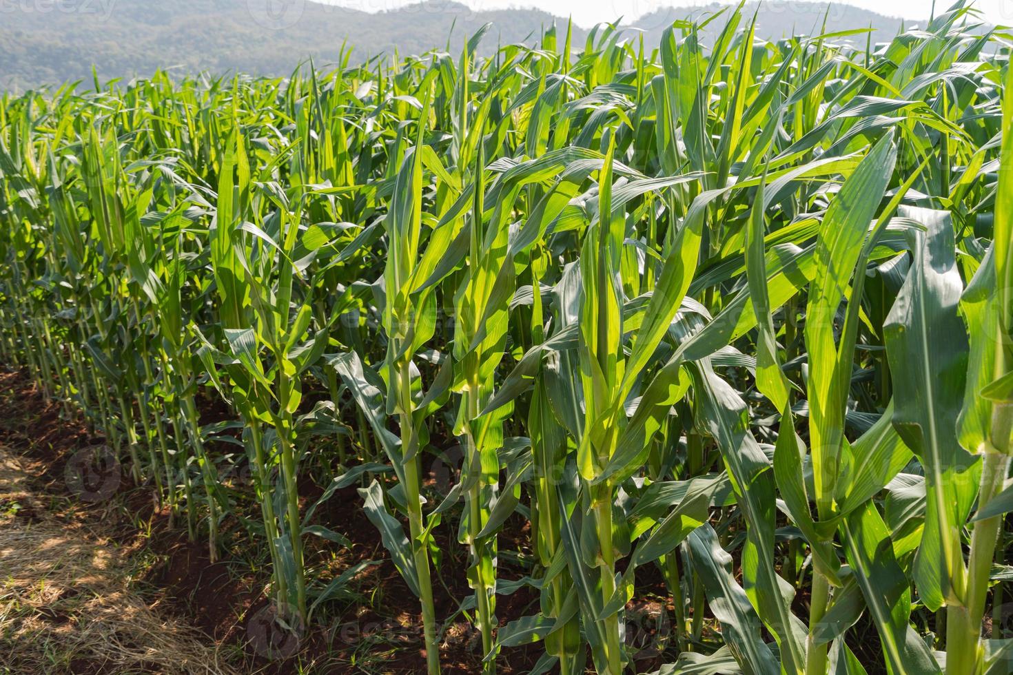 sfondo di fattoria di mais verde e luce solare foto