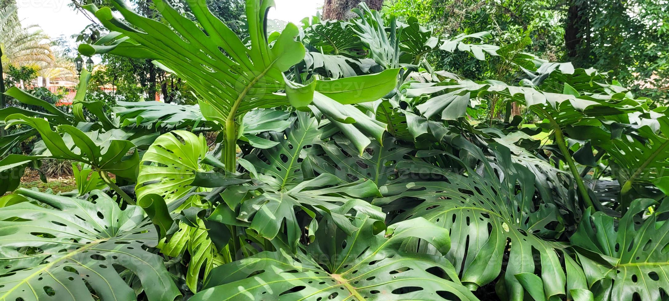 giardino Immagine con Adamo costola pannello, tropicale ornamentale pianta con verde cespuglio per sfondo foto