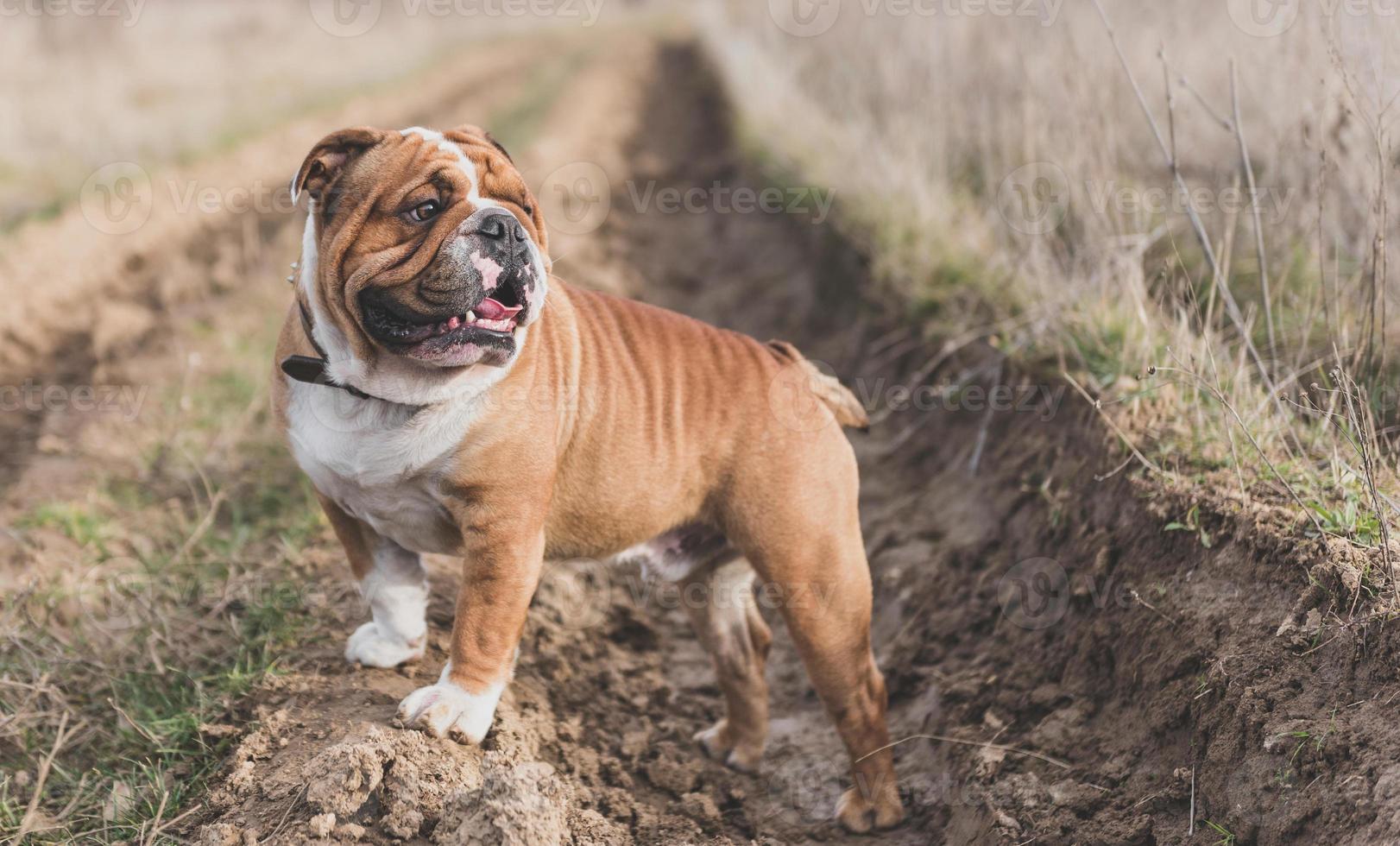 carino inglese bulldog foto