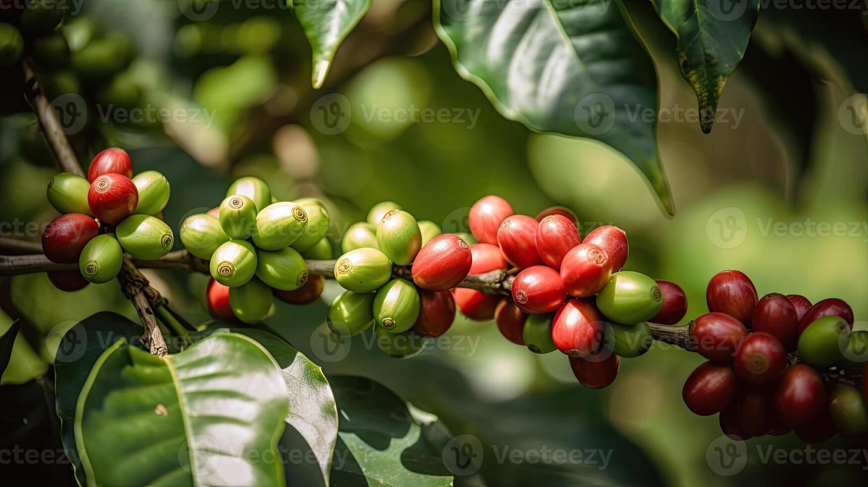 caffè albero con rosso caffè fagioli su caffè piantagione. generativo ai foto