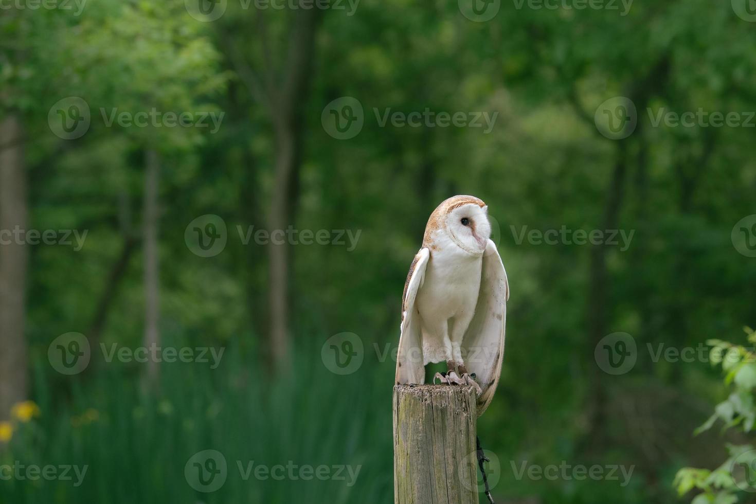 un' bellissimo bianca gufo nel davanti di un' sfondo di verde foresta. foto