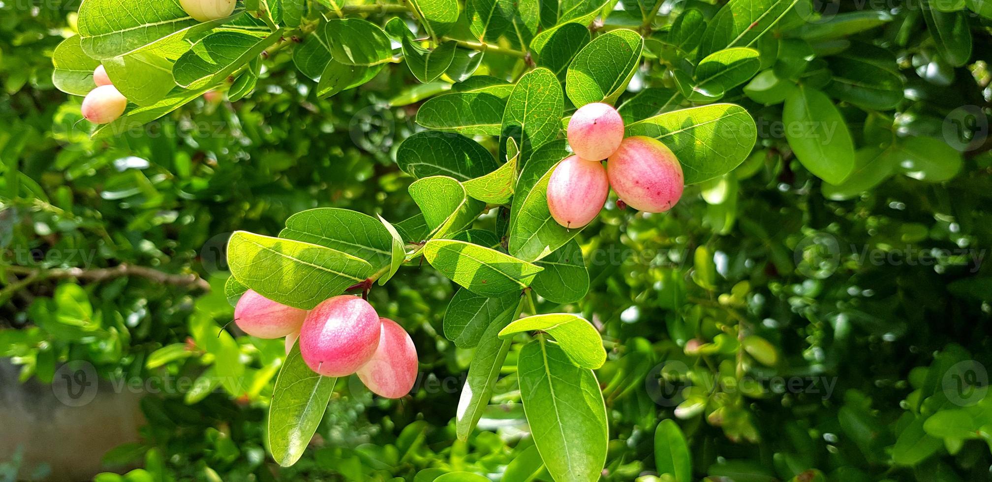 freschezza karonda, carunda o di Cristo spina frutta e verde le foglie a giardinaggio azienda agricola con sinistra copia spazio. Questo frutta è erba e bene per persone Salute. raccogliere e agricoltura concetto foto