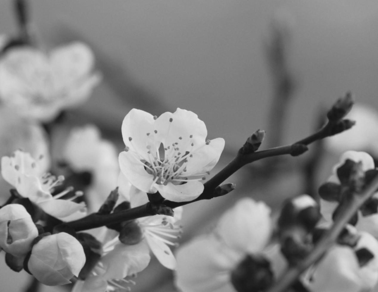 fiore bianco e nero foto