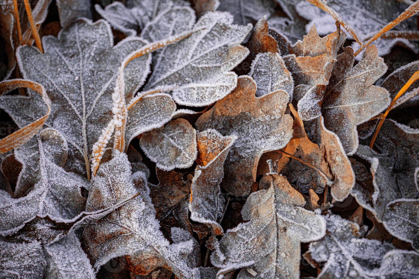 autunno sfondo con Marrone quercia le foglie coperto con brina foto