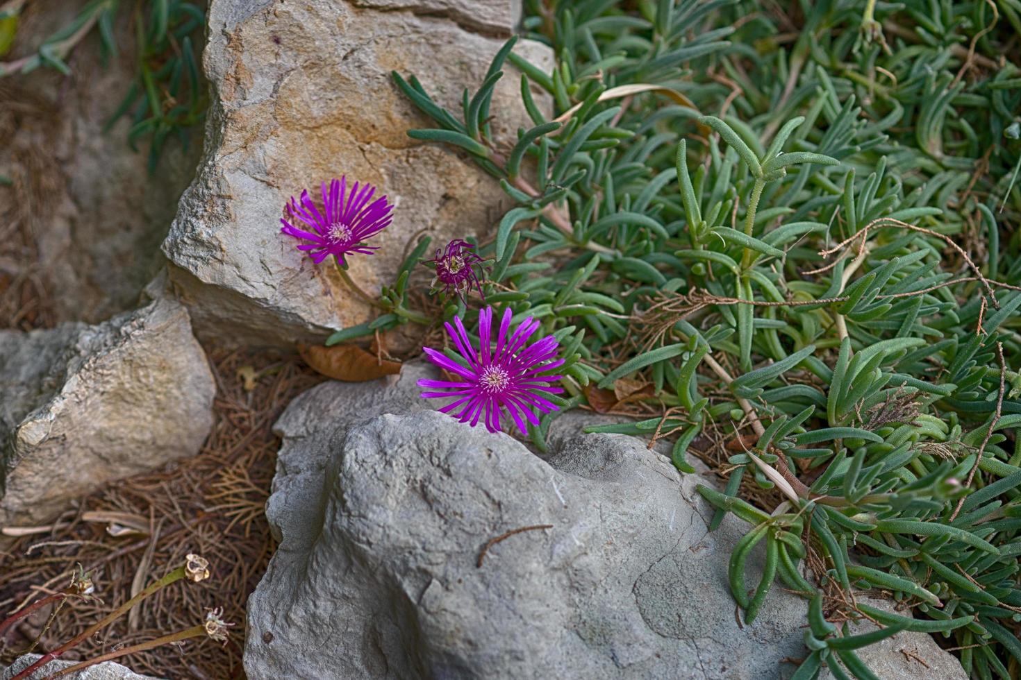 fiore rosa su uno sfondo di pietre bianche foto