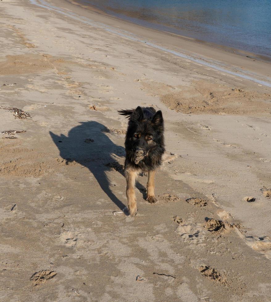 ritratto di un cane nero su uno sfondo di spiaggia foto