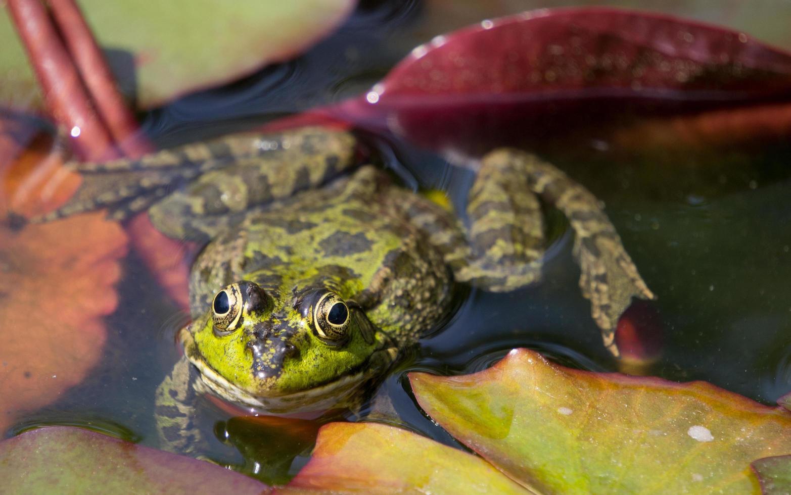 una grande immagine di una rana che giace nell'acqua foto