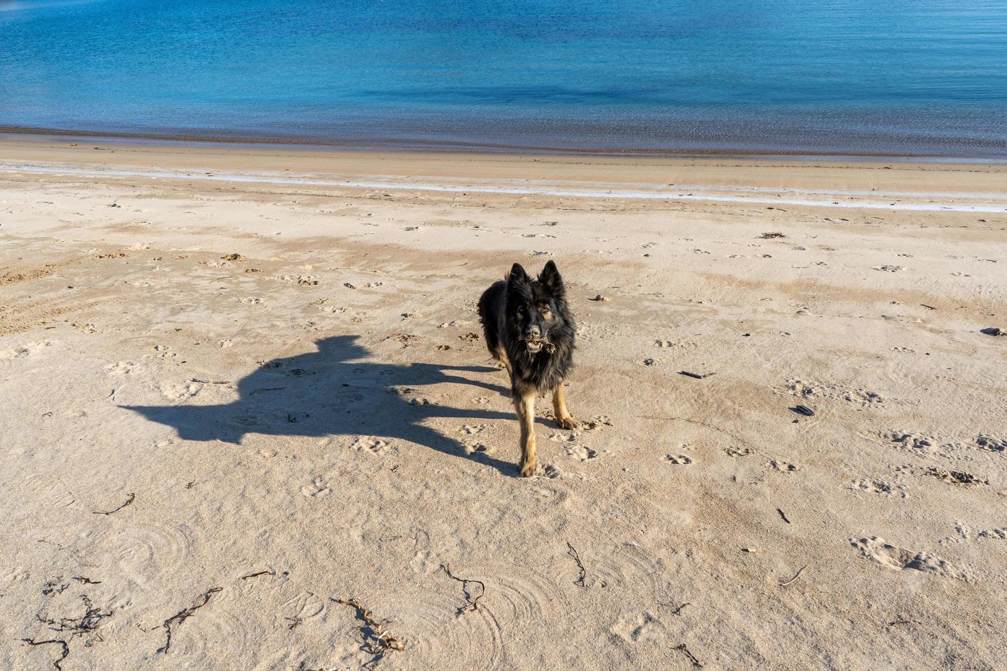 ritratto di un cane nero su uno sfondo di spiaggia foto