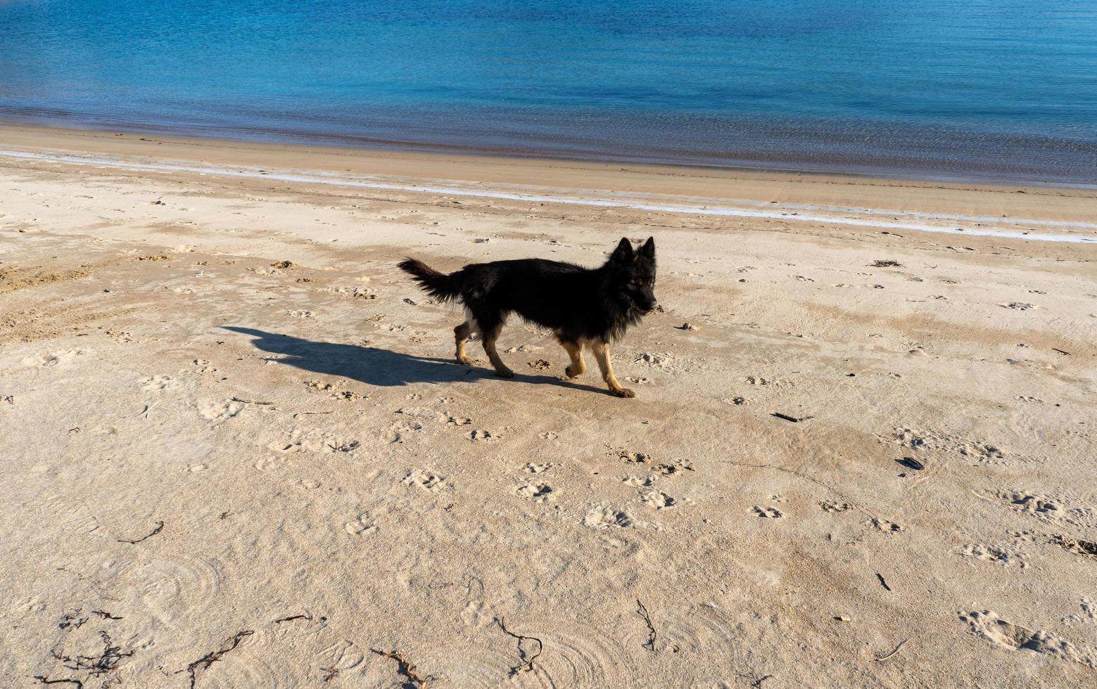 ritratto di un cane nero su uno sfondo di spiaggia foto