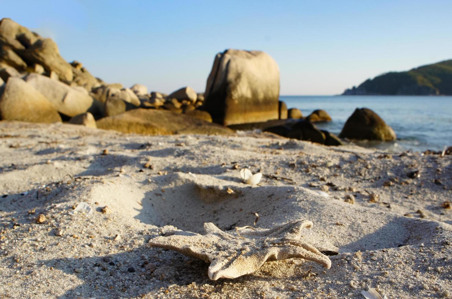 paesaggio con una spiaggia con una stella marina sulla sabbia. foto