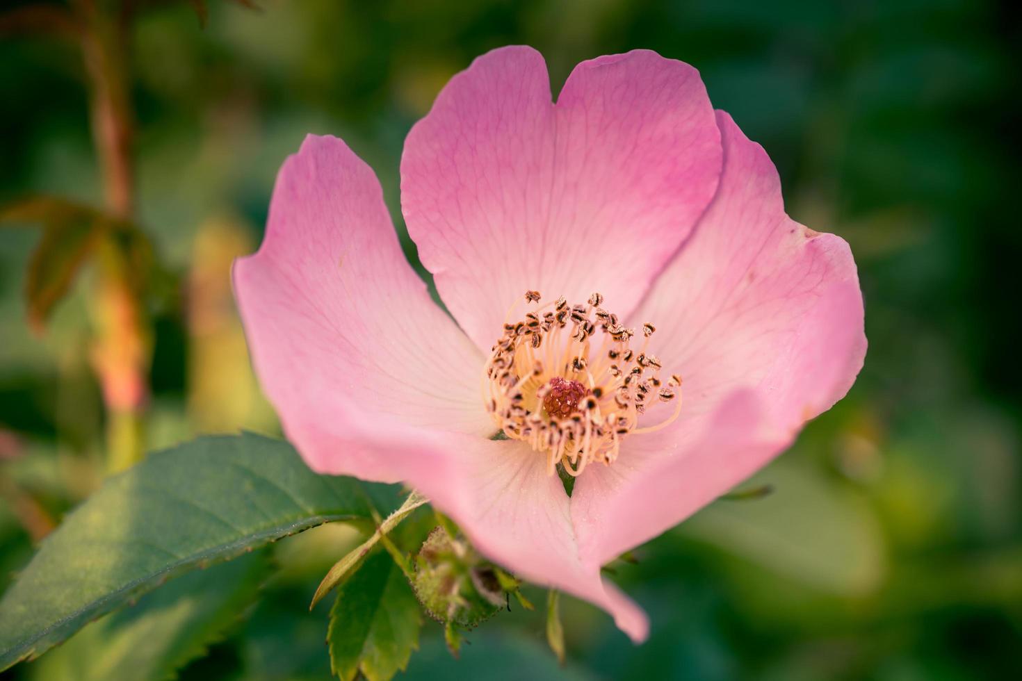 fiore delicato grande rosa canina su uno sfondo sfocato verde in stile vintage foto