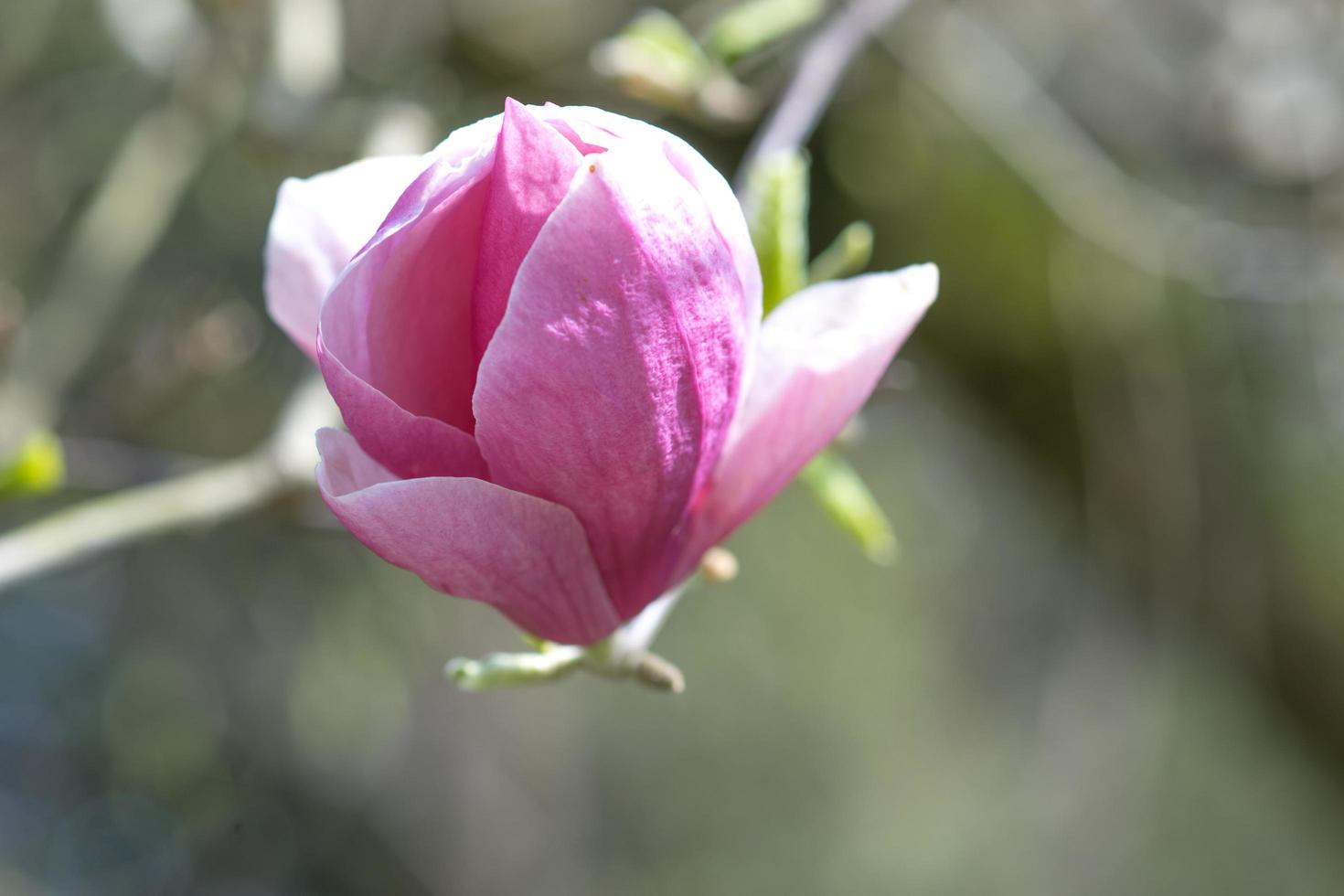 fiori primaverili di magnolia rosa su rami lunghi su sfondo chiaro foto