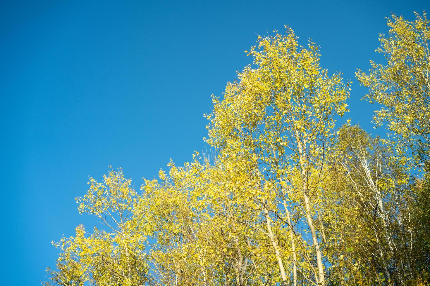 paesaggio autunnale con foglie gialle di alberi contro foto