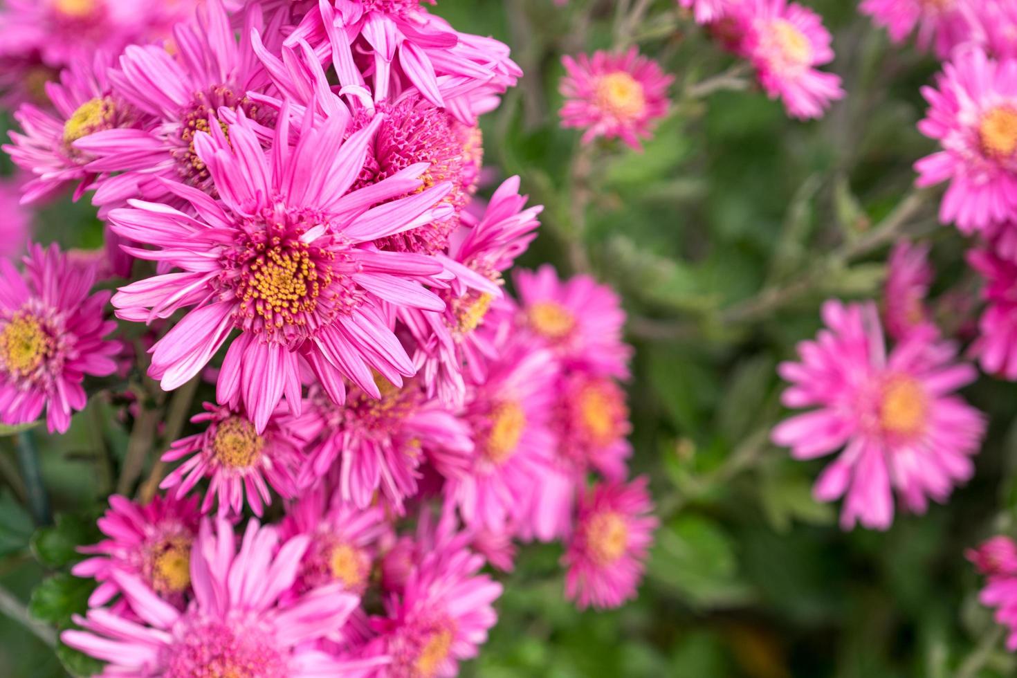 fiori di crisantemo rosa su sfondo verde sfocato. russia, soch foto