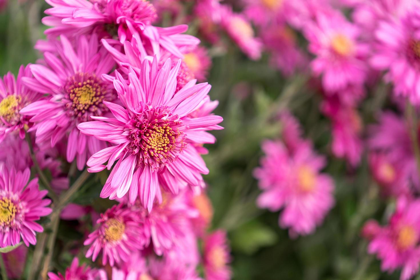 fiori di crisantemo rosa su sfondo verde sfocato. russia, soch foto