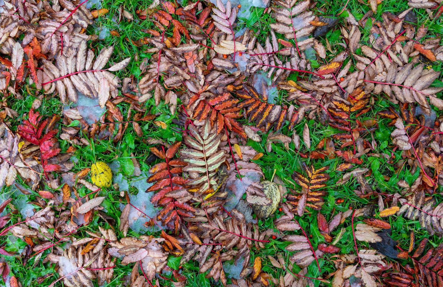 sfondo naturale con foglie gialle e rosse sull'erba foto