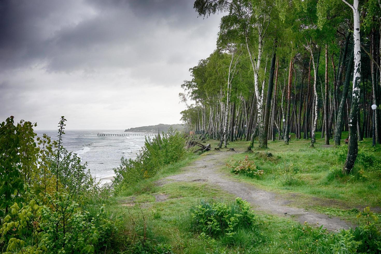 boschetto di betulle sulla riva del baltico grigio tempestoso foto